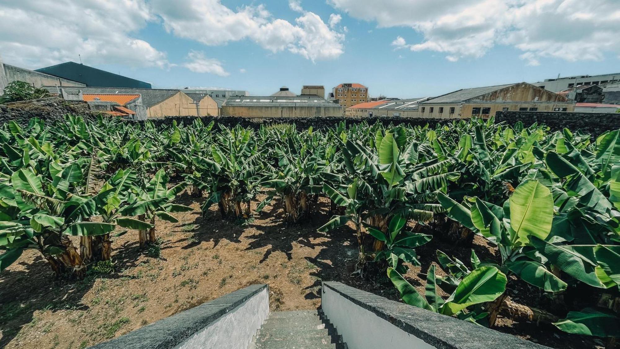 The Farm - Azores Boutique House Ponta Delgada Buitenkant foto